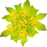 Low Maintenance Shade Plant, Drought Sensitive, Moist, Well Drained Soil Bupleurum Rotundifolium Cut Flower heirloom non-gmo organic garden seeds