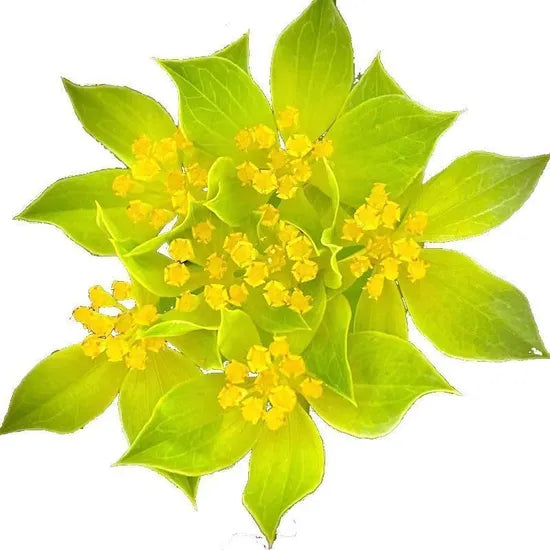 Low Maintenance Shade Plant, Drought Sensitive, Moist, Well Drained Soil Bupleurum Rotundifolium Cut Flower heirloom non-gmo organic garden seeds