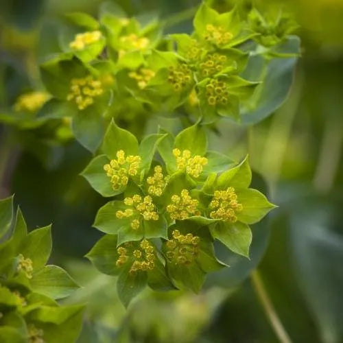 Low Maintenance Shade Plant, Drought Sensitive, Moist, Well Drained Soil Bupleurum Rotundifolium Cut Flower – Heirloom, Non-GMO, High Germination Organic Garden Seeds