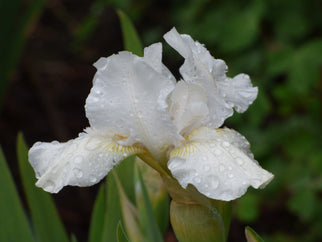 Low Ho Silver Intermediate Iris