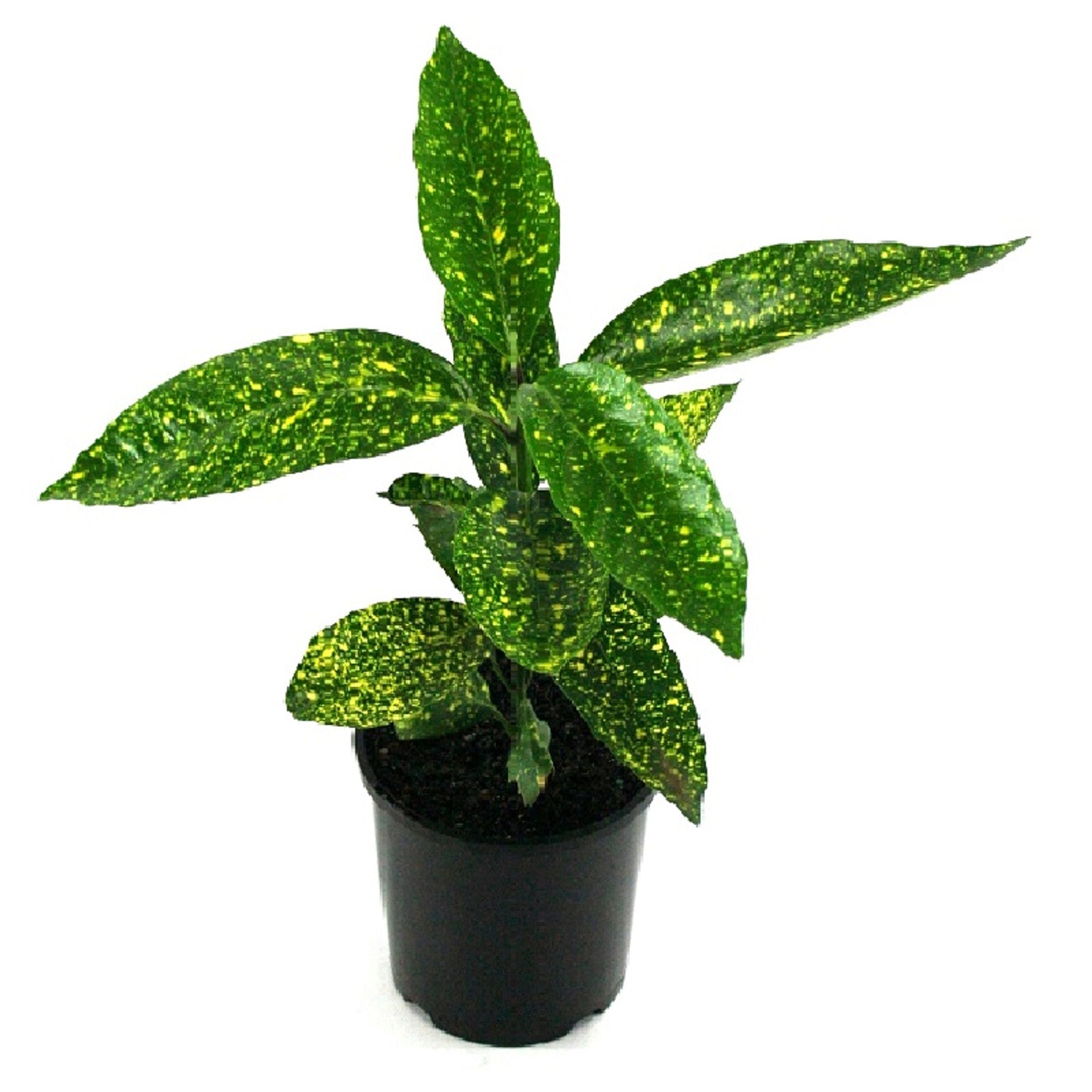 Gold Dust Aucuba as a low-light houseplant for interior decor