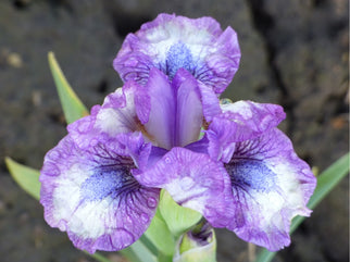 Lucky Dwarf Iris