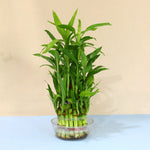 Lucky Bamboo stalks in a vase for Feng Shui. Symbol of prosperity and good luck.