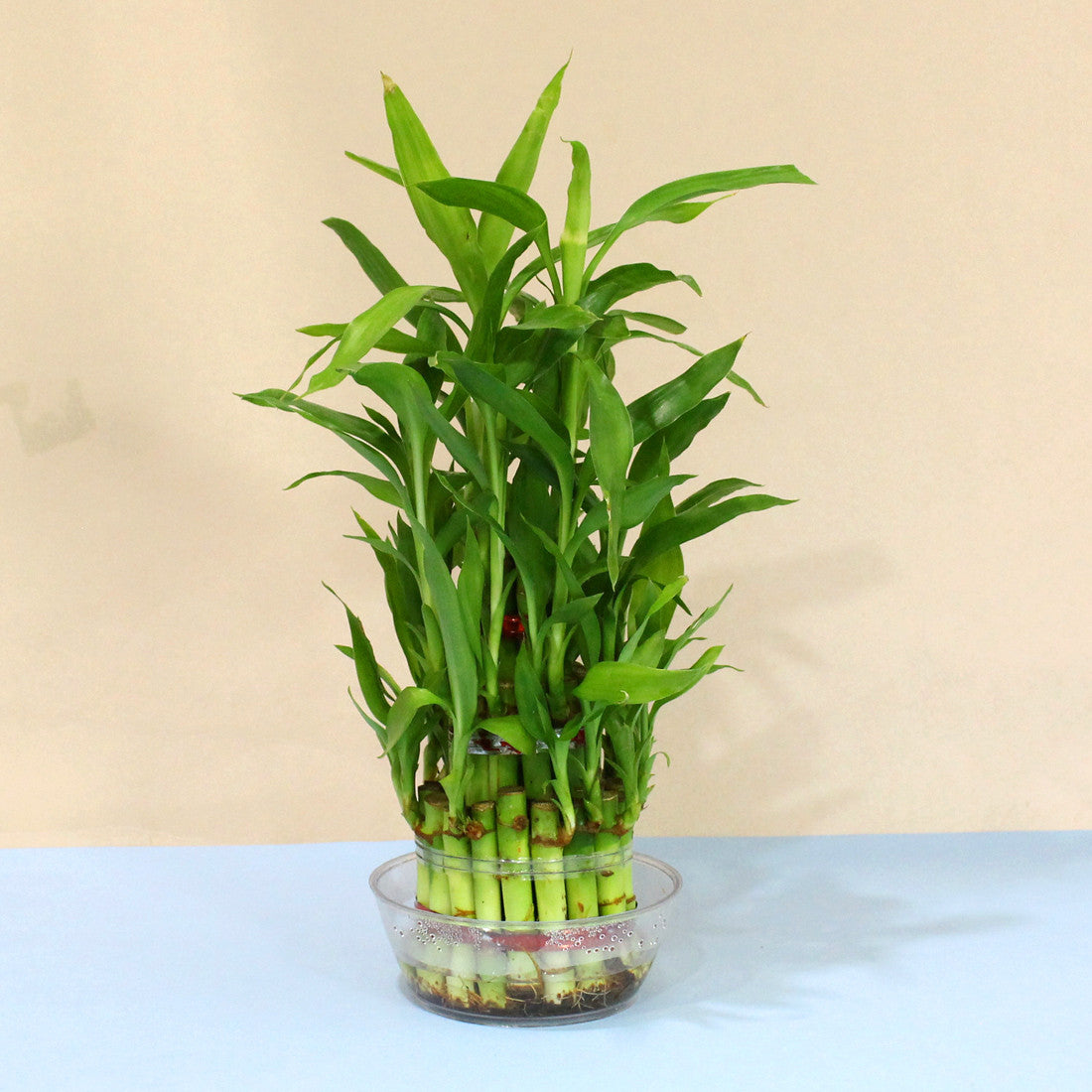 Lucky Bamboo stalks in a vase for Feng Shui. Symbol of prosperity and good luck.