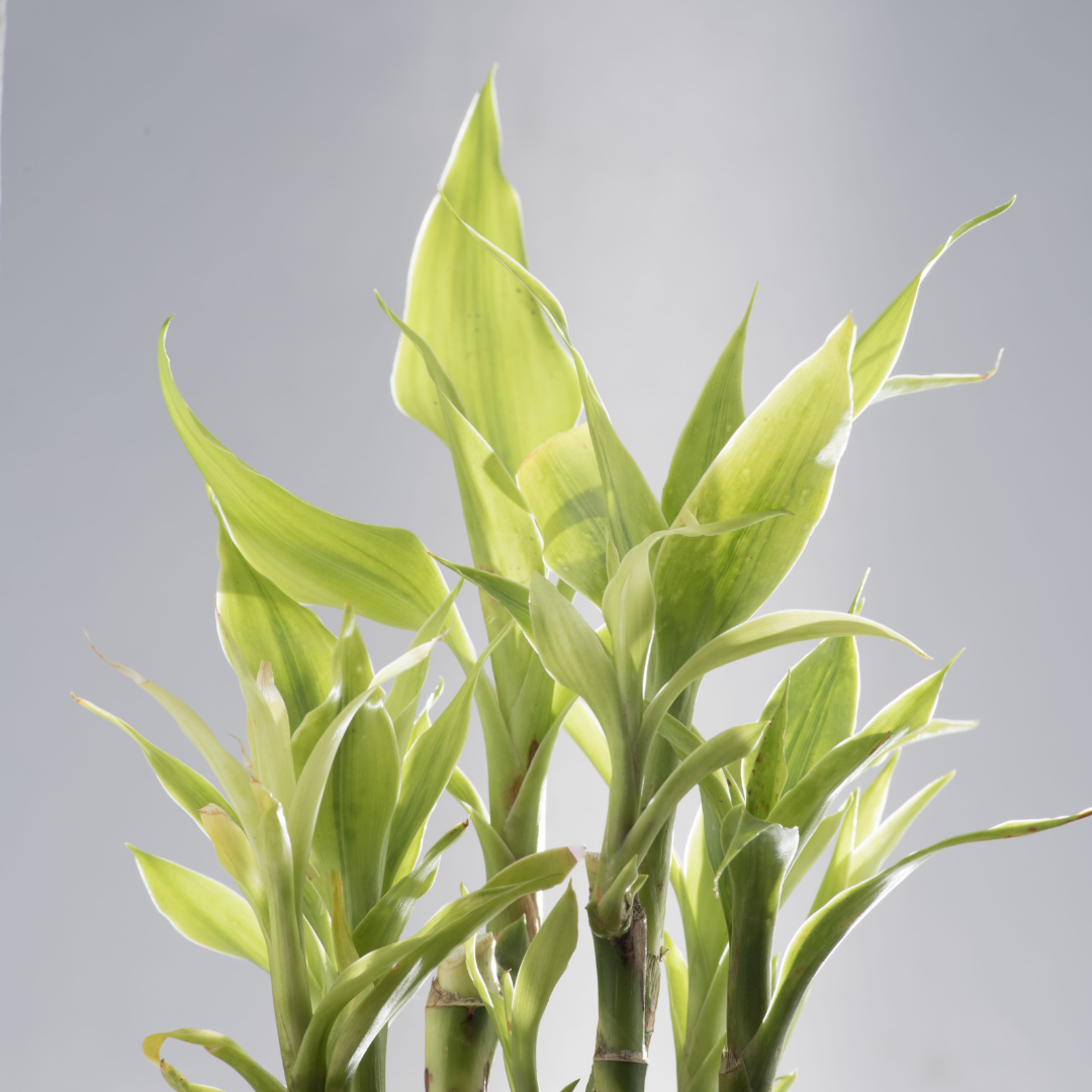 Lucky Bamboo plant in an indoor decorative pot. Low-light houseplant for home.