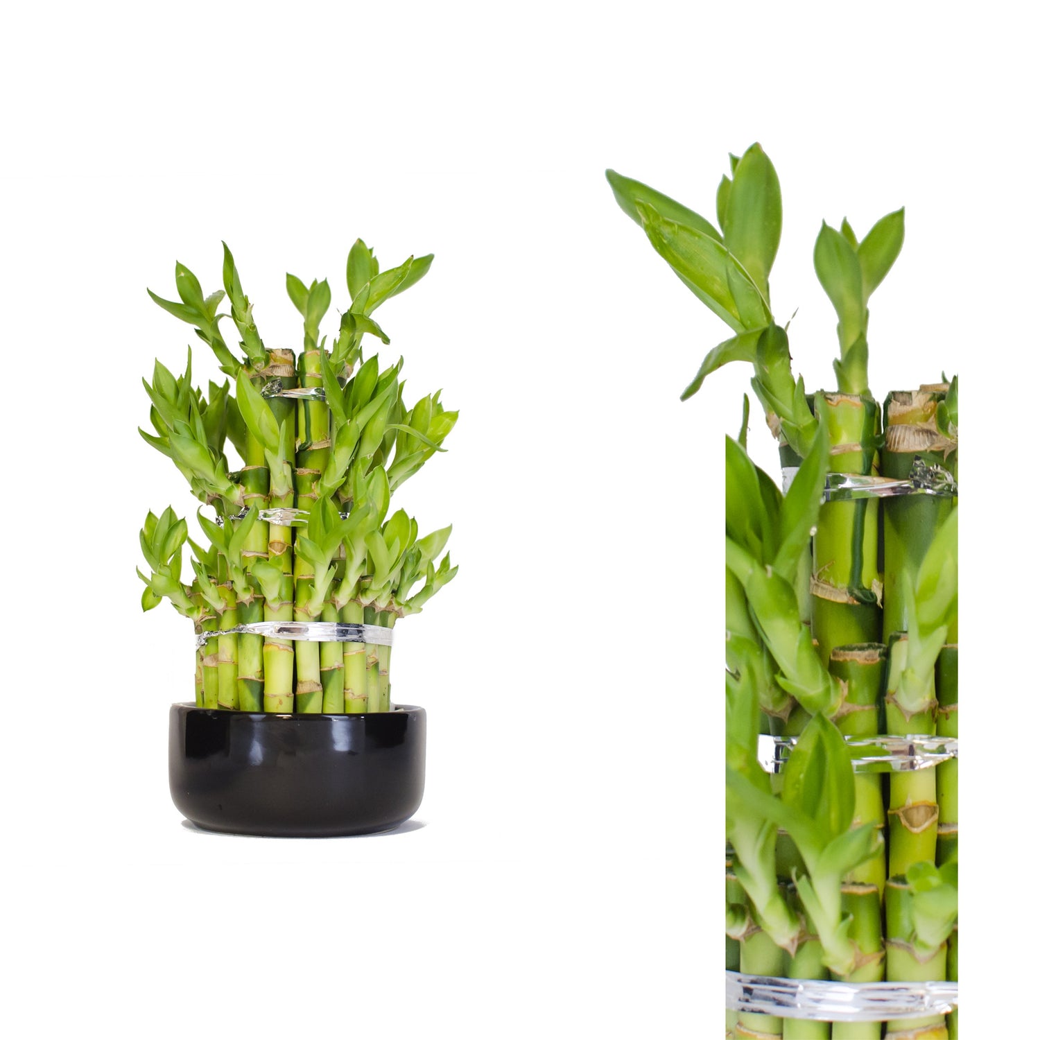 Lucky Bamboo Seeds packet. Buy Dracaena sanderiana seeds online. Feng Shui houseplant.