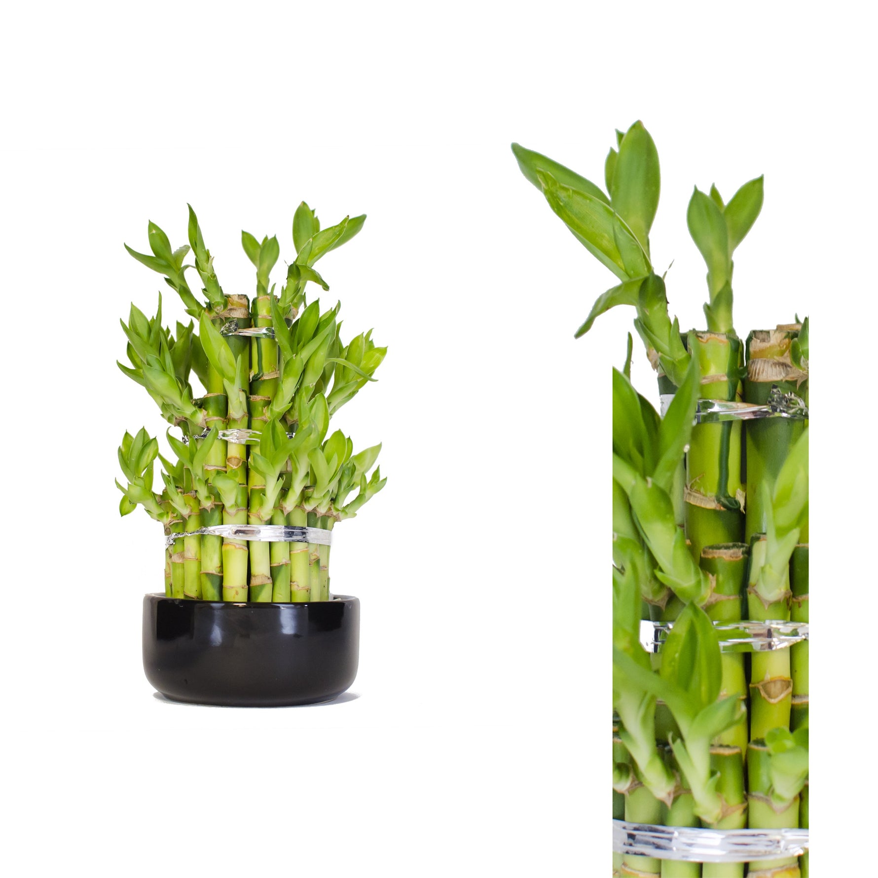 Lucky Bamboo Seeds packet. Buy Dracaena sanderiana seeds online. Feng Shui houseplant.