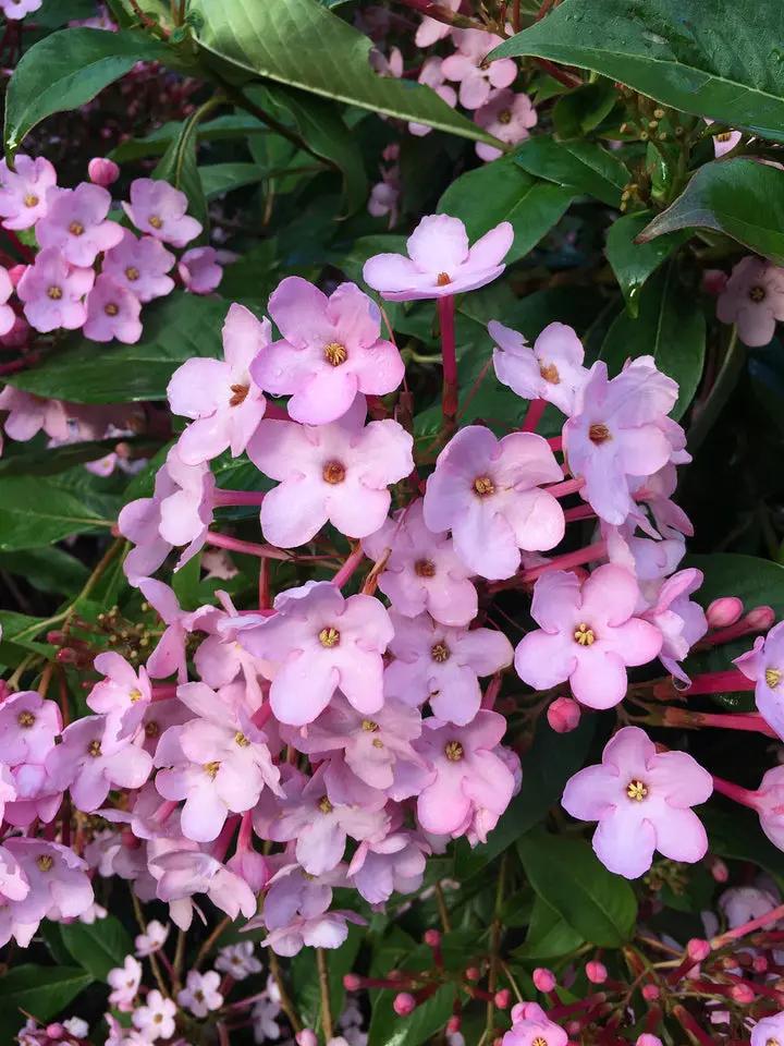 Luculia Gratissima Flower Seeds – Fragrant Pink Blooms for Garden & Balcony Planting Dhara Seeds
