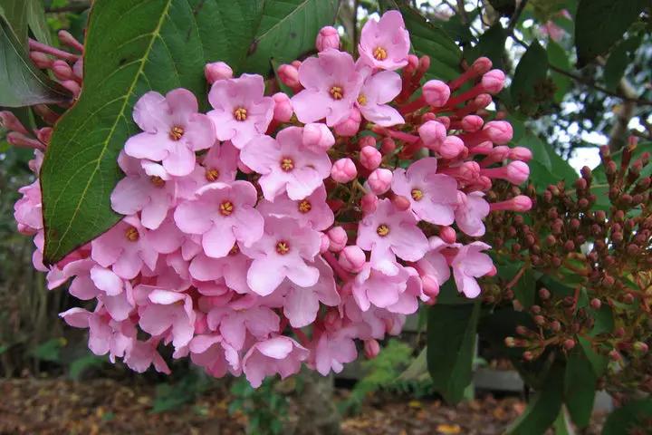 Luculia Gratissima Flower Seeds – Fragrant Pink Blooms for Garden & Balcony Planting Dhara Seeds