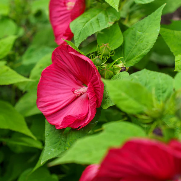 Dinnerplate Hibiscus Moscheutos Flowering Seeds For Planting