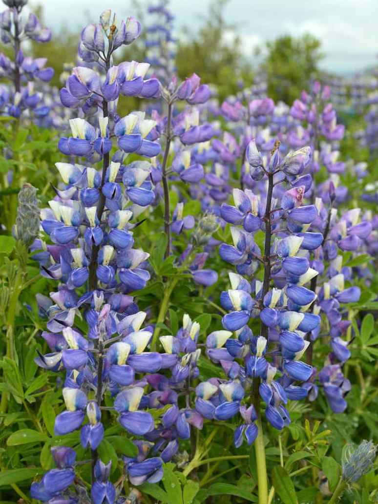 Lupine Seeds - Hartwegii Mix