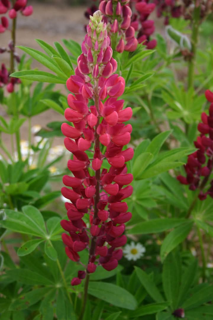 Russell Flower Seeds for Planting – Colorful Lupine Blooms for Cottage and Wildflower Gardens