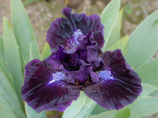 Lush Hour Dwarf Iris