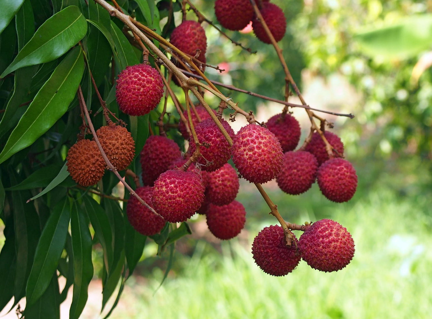 Lychee Tropical Fruit Seeds