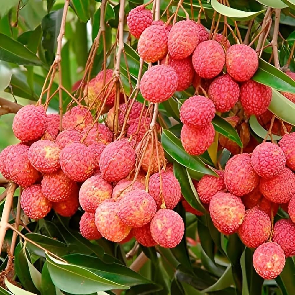 A small Lychee tree specimen growing in a decorative pot or container on a patio