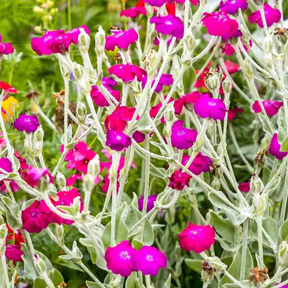 Campion Lychnis coronaria Königs-Lichtnelke Flowering Seeds For Planting in home garden beds