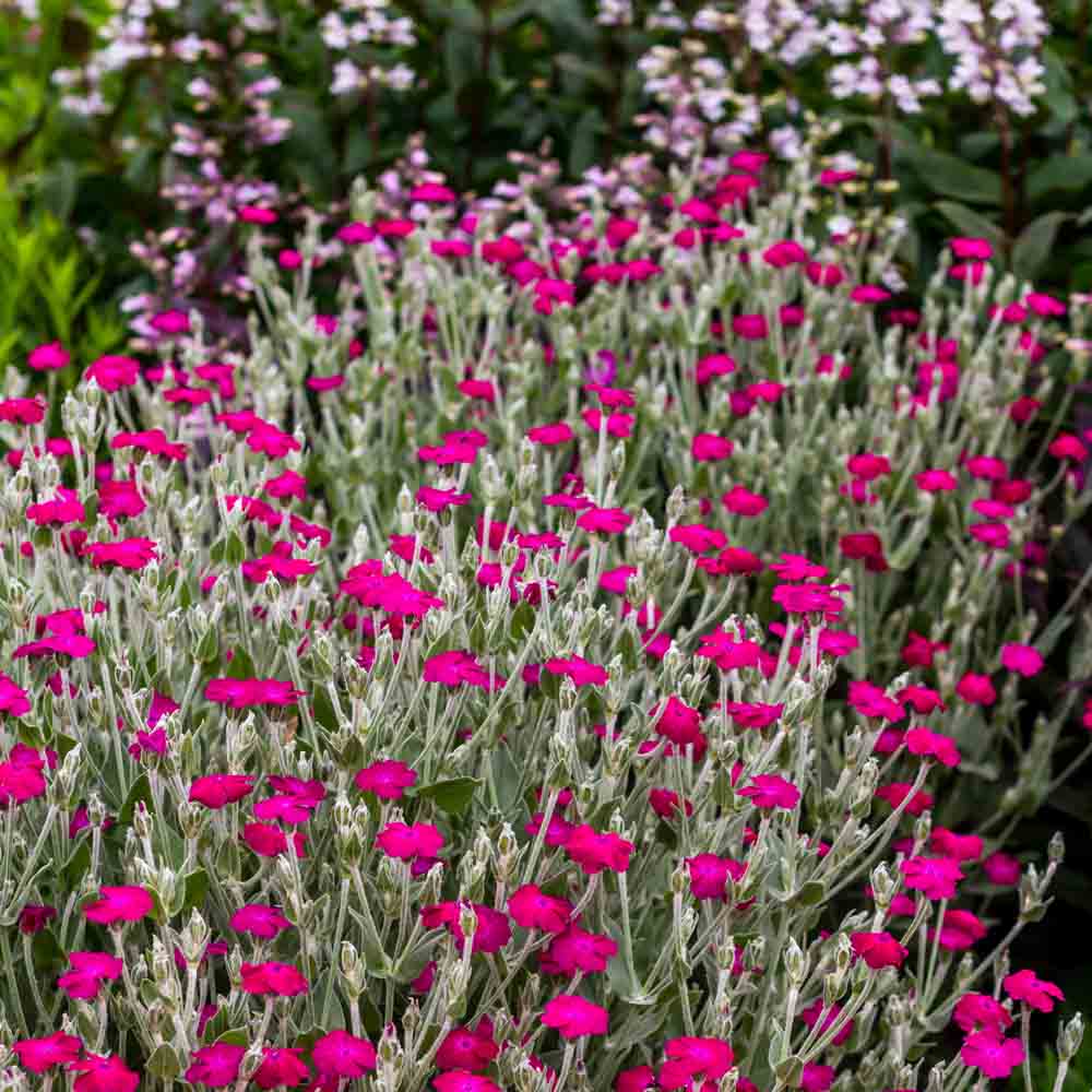 Campion Lychnis coronaria Königs-Lichtnelke Flowering Seeds For Planting in home garden beds