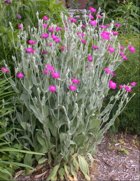 Rose Campion