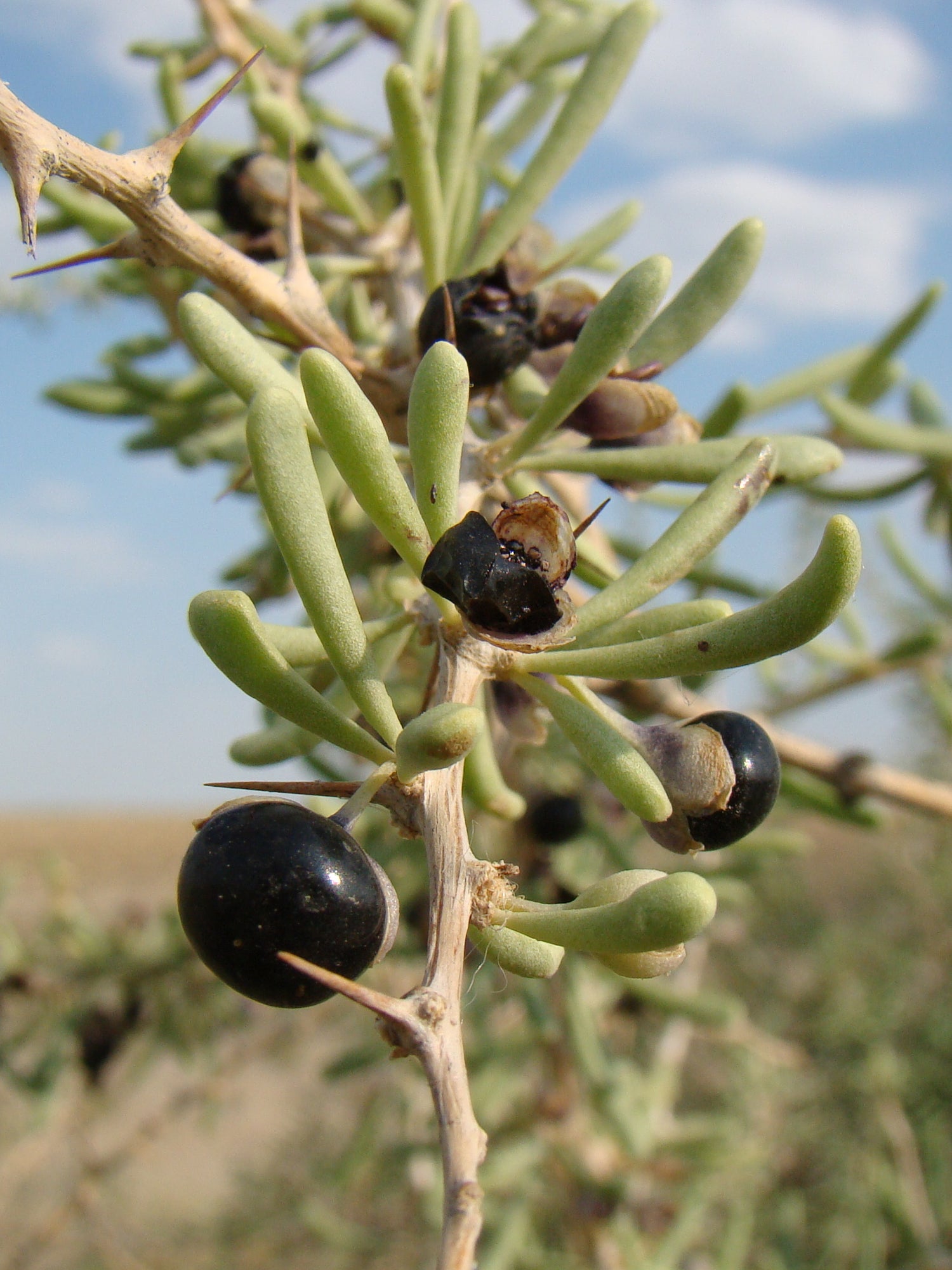 Dried Black Goji Wolfberry Tea seeds