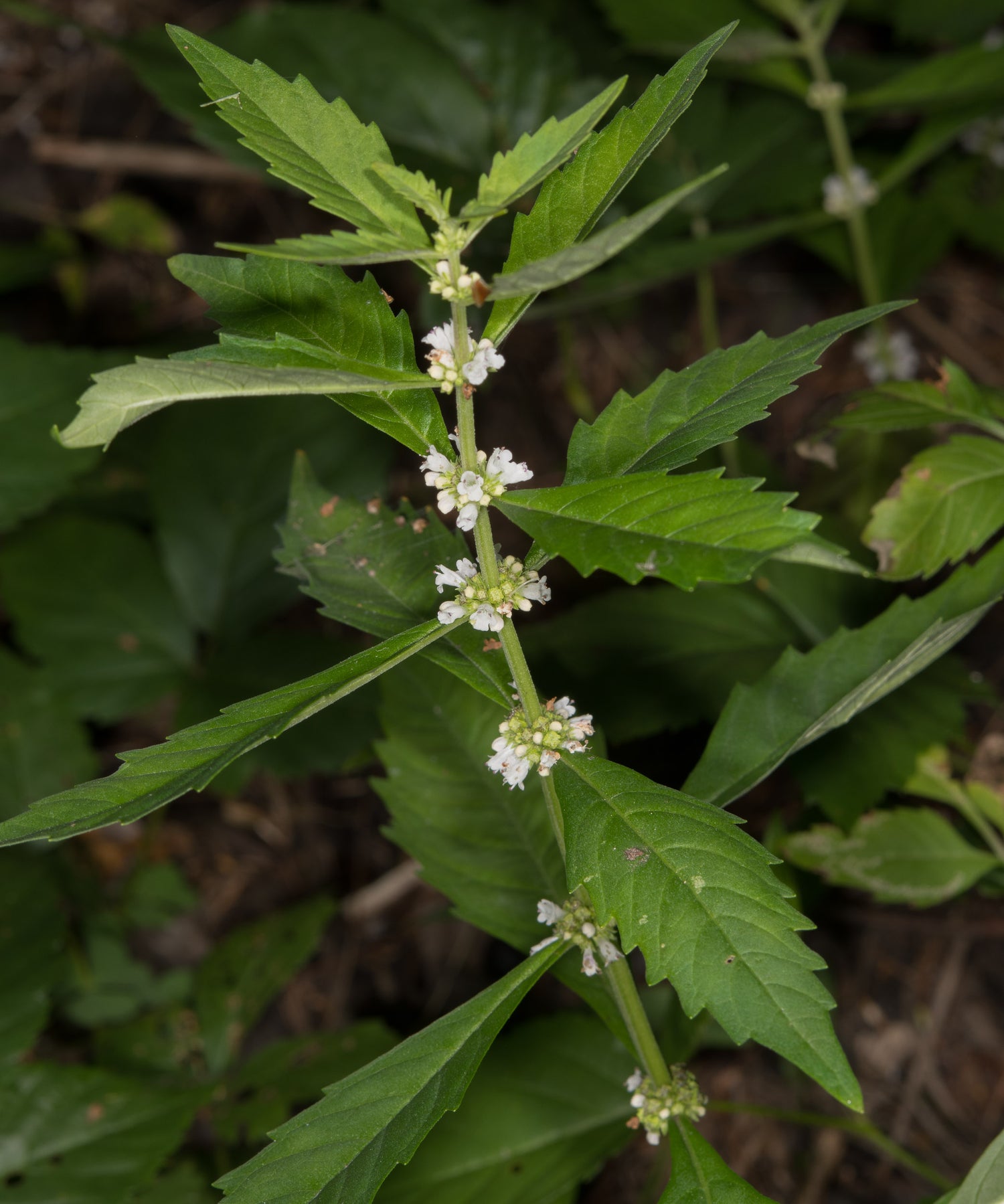 Water Horehound