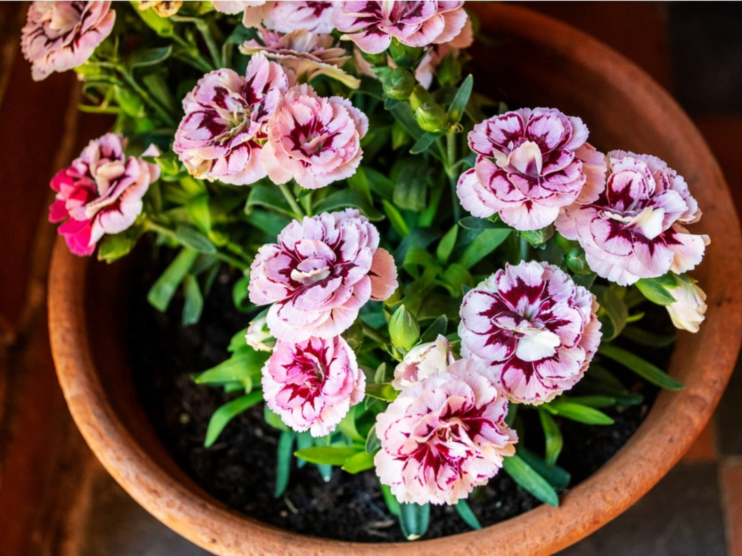 Carnation Dianthus Caryophyllus Flower Seeds for planting in backyard garden