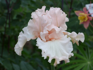 Magical Tall Bearded Iris Seeds