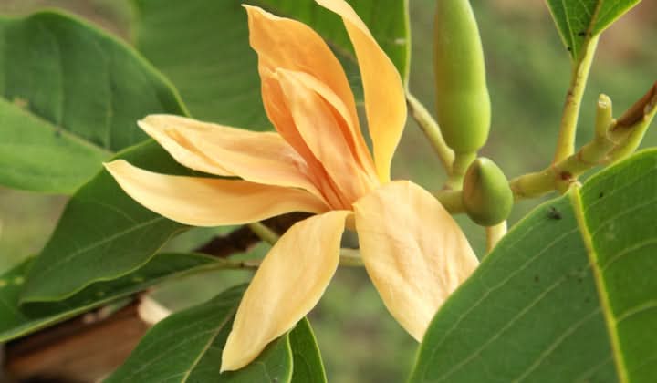 Champaca Flower Seeds for Planting - NON GMO Seeds