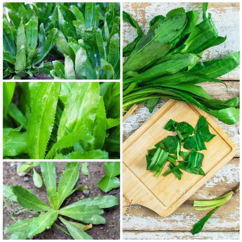 Eryngium Foetidum Seeds – Distinctive Culinary Herb-Heirloom & Non-GMO Seeds for planting – Fresh Herb for Your Garden
