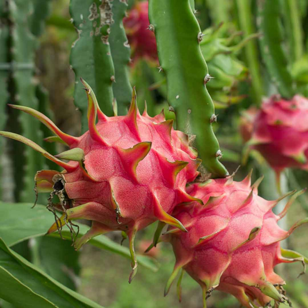 Pitaya (Hylocereus spp.) – Dragon Fruit