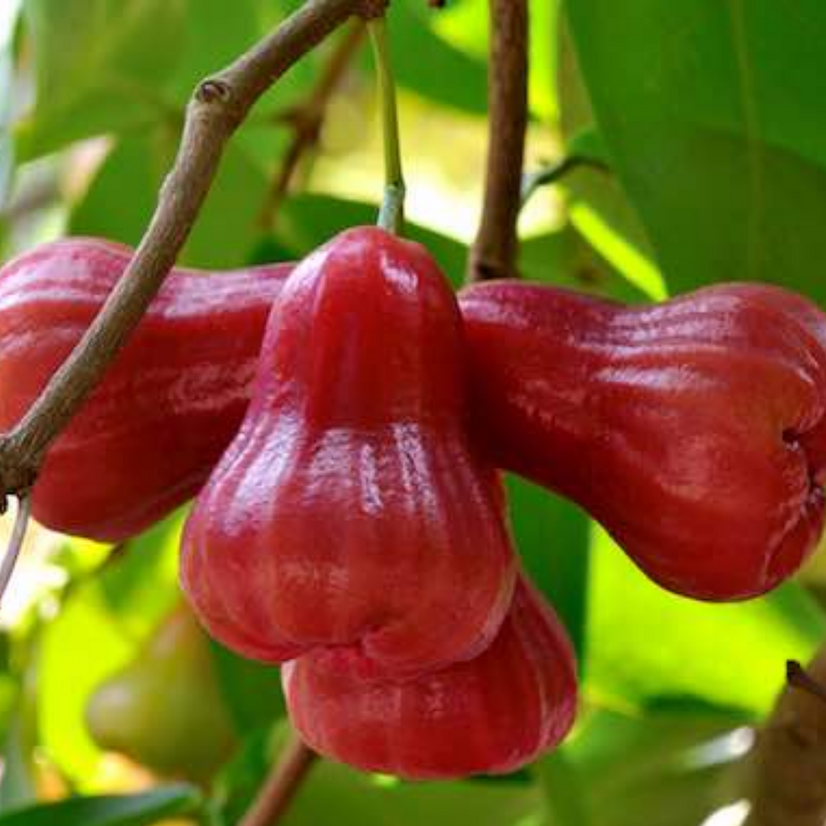 Rose Apple Seeds