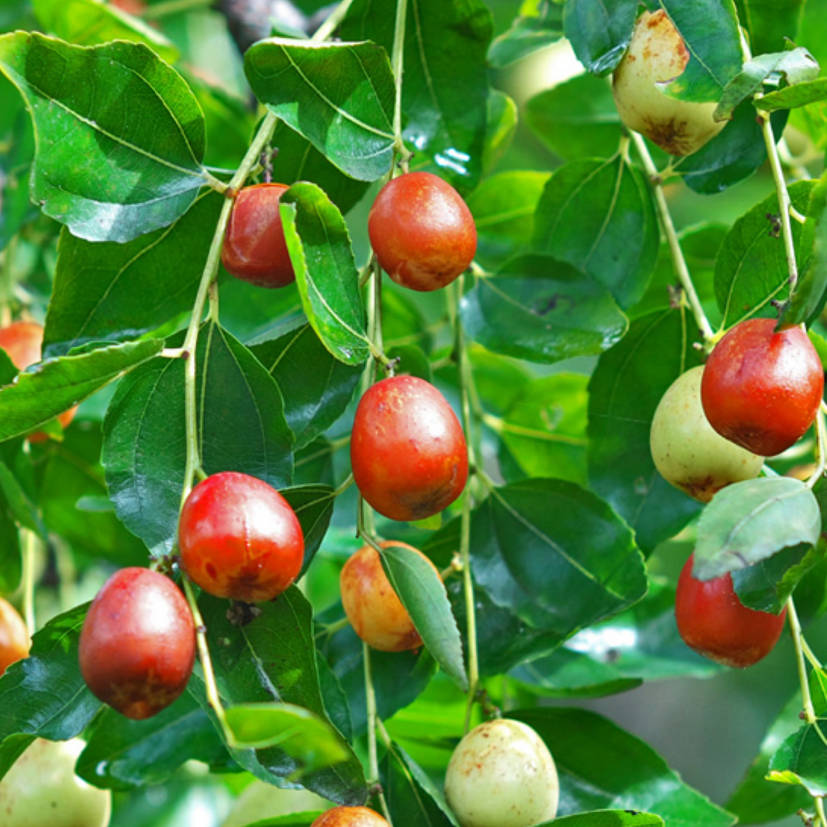 Indian Jujube (Ziziphus mauritiana)