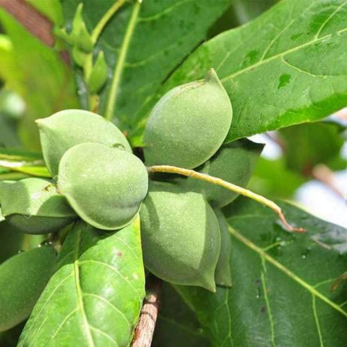 Indian Almond (Terminalia catappa)