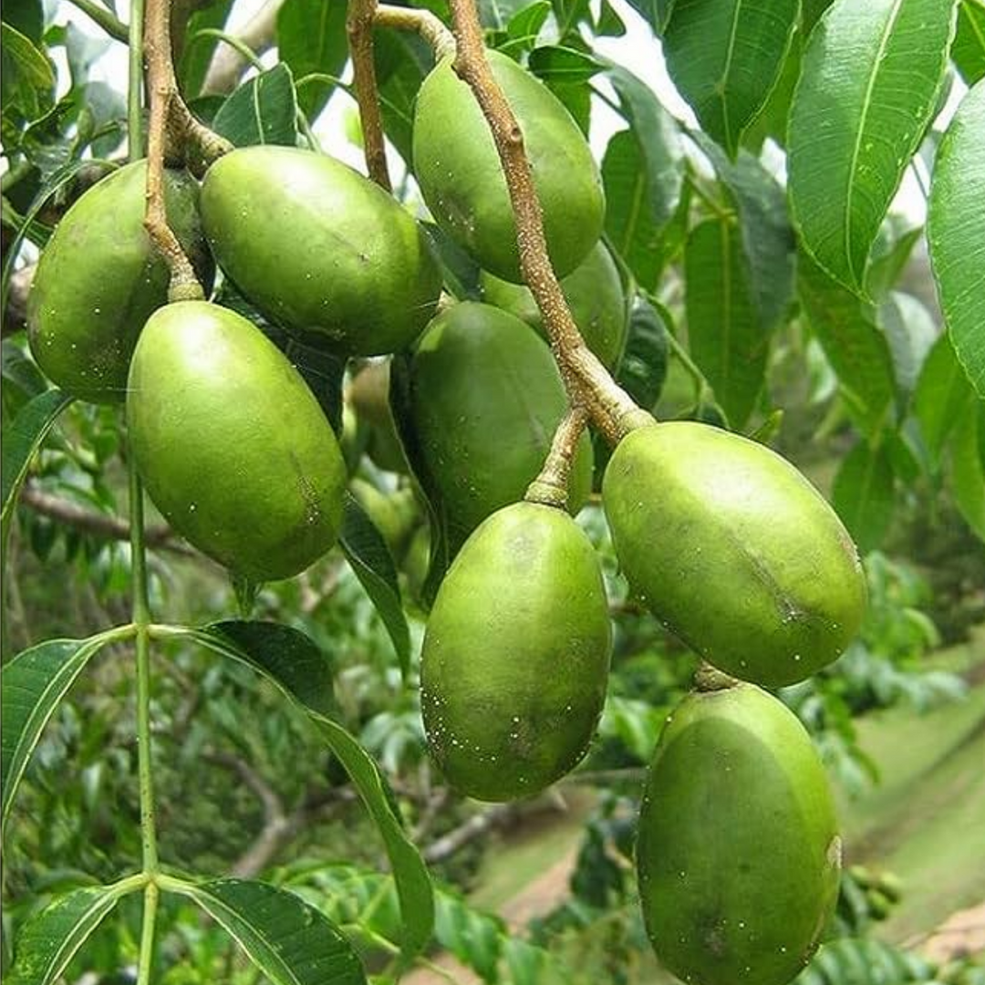 Hog Plum (Spondias mombin)