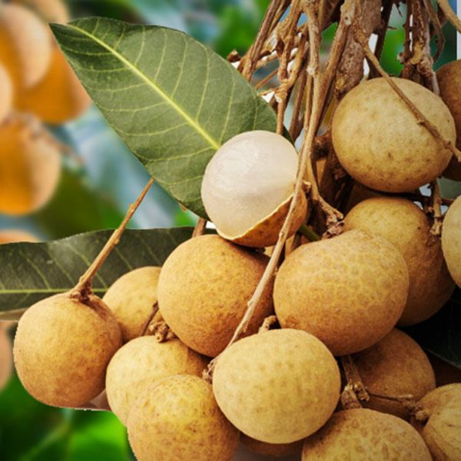 Longan Fruit (Dimocarpus longan)