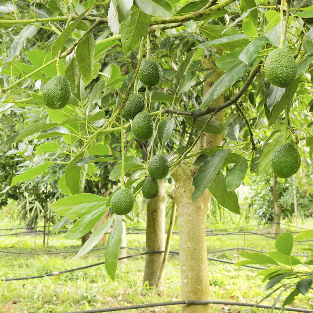 Persea Avocado Bacon Seeds