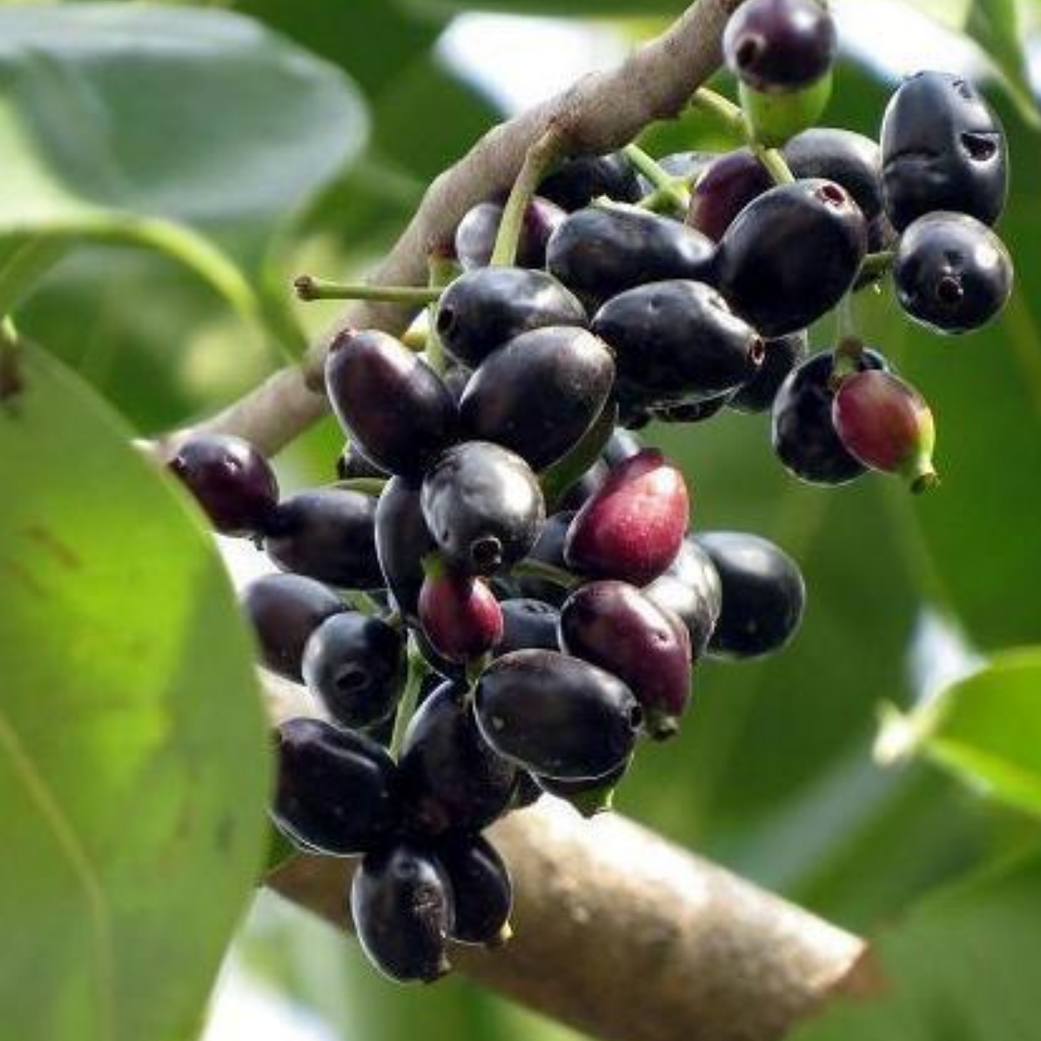 Malabar Plum Seeds (Syzygium cumini)