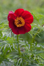 Paeonia Tenuifolia Flower Seeds for Planting NON GMO Seeds Dhara Seeds