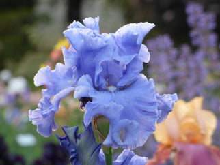 Merchant Marine Tall Bearded Iris