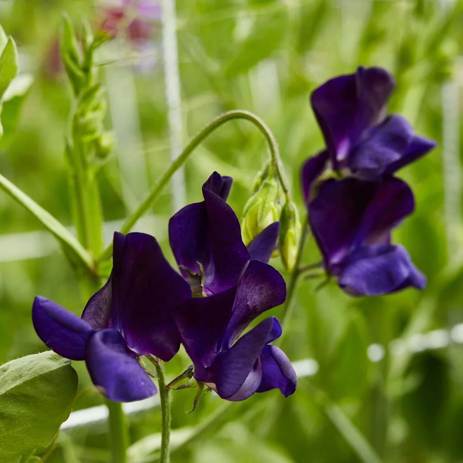 Sweet Pea Seeds - Royal Navy Blue