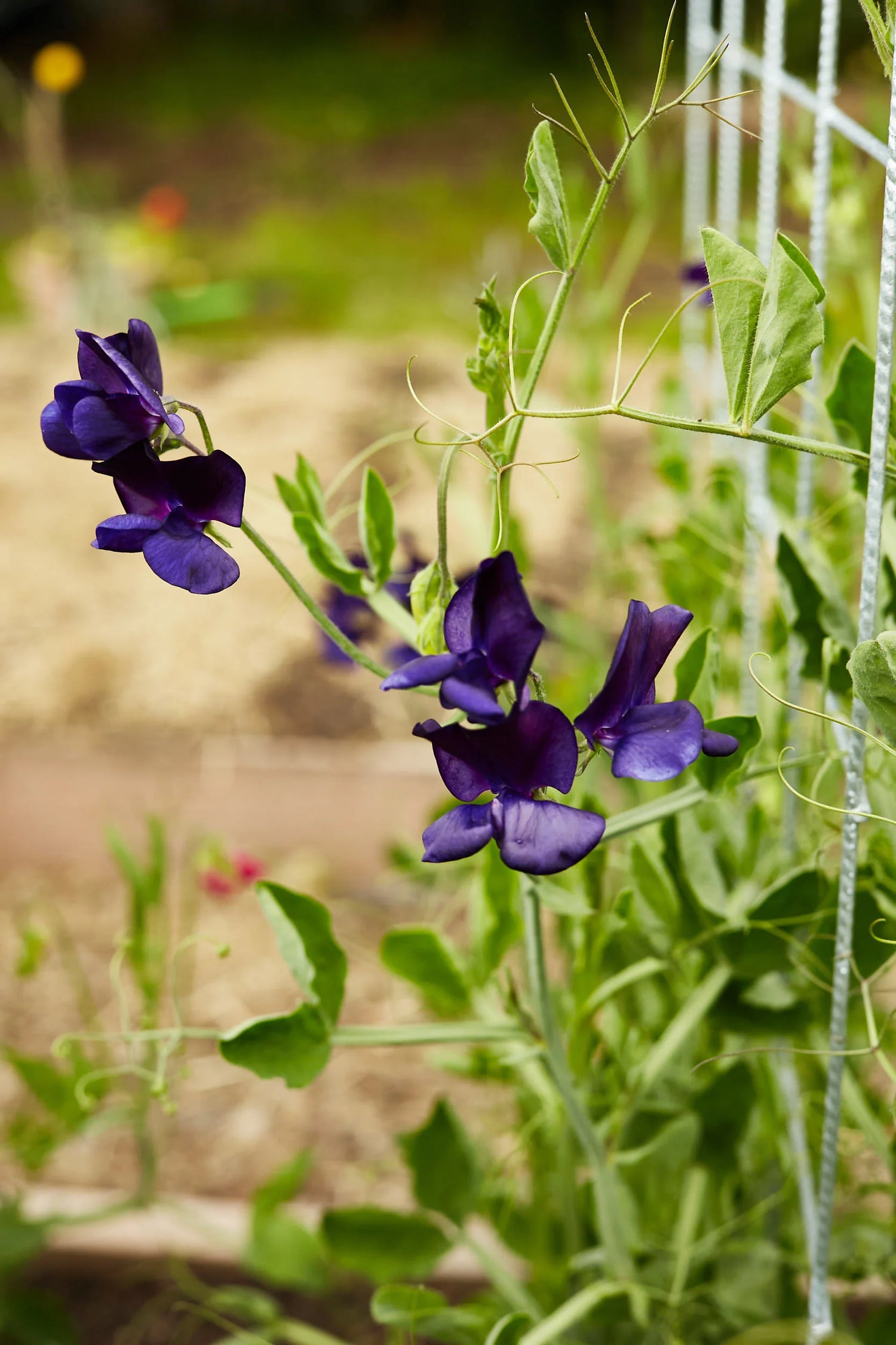 Sweet Pea Seeds - Royal Navy Blue