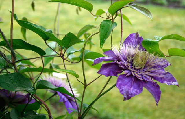 Clematis Vitalba Flower Seeds for Planting – Vertical Gardens & Trellises