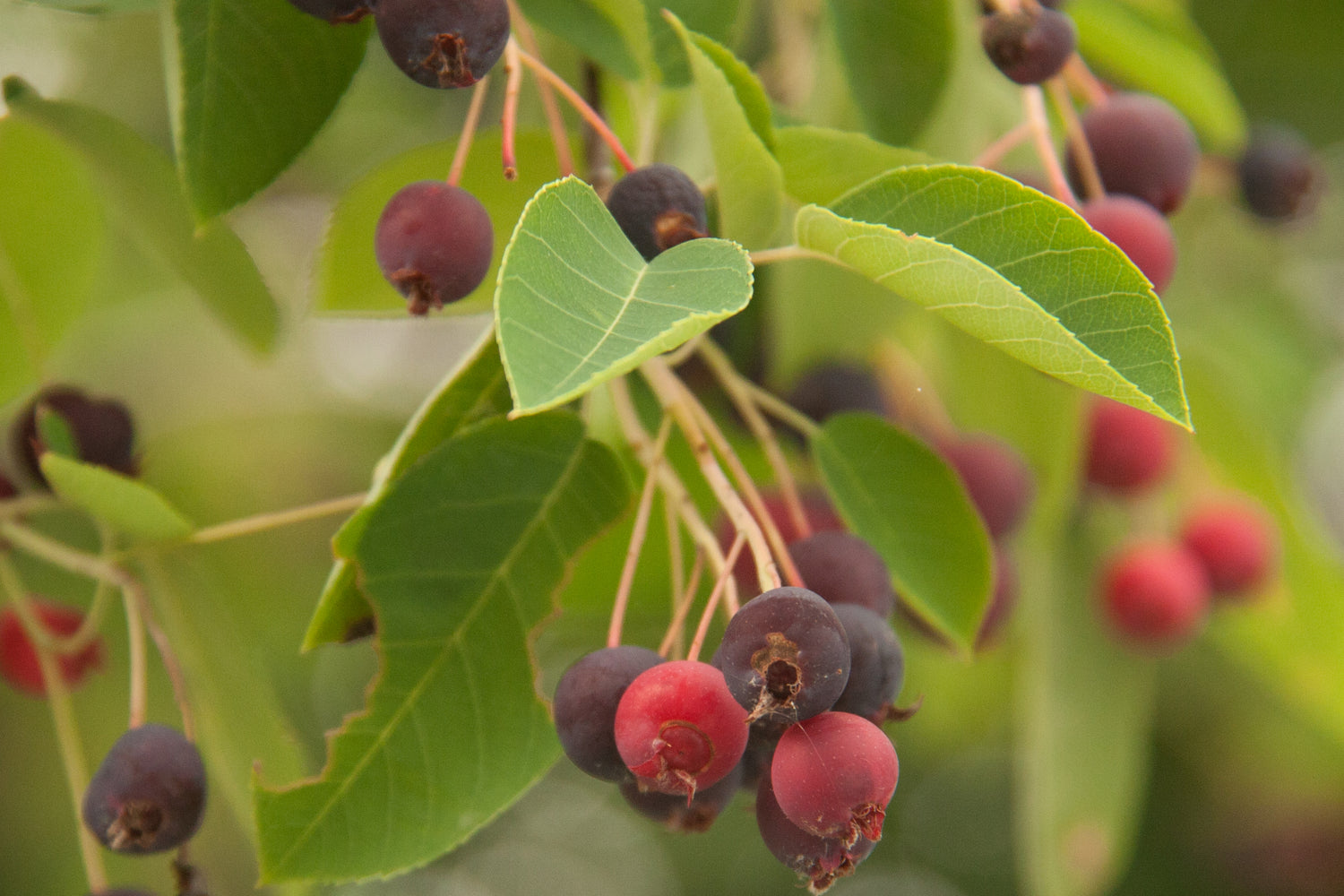 Low Serviceberry (Amelanchier humilis)