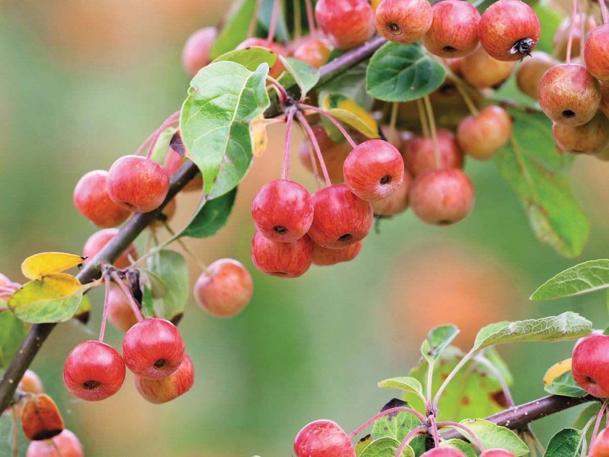 Crab Apple (Malus pumila)