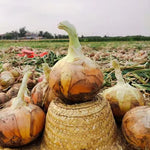 Mid Day Premium Hybrid Yellow Onion For Sowing heirloom non-gmo organic garden seeds