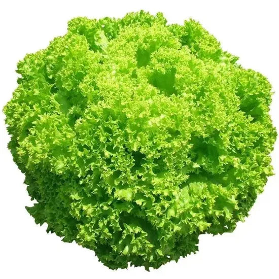 Mid Early Fast Growing Maturity Lettuce heirloom non-gmo organic garden seeds