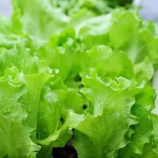Mid Early Fast Growing Maturity Lettuce – Heirloom, Non-GMO, High Germination Organic Garden Seeds