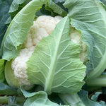 Mid Early Maturity Cauliflower For Sowing heirloom non-gmo organic garden seeds