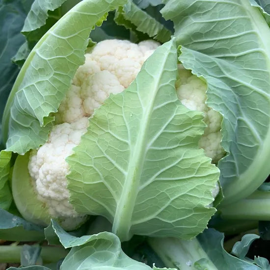 Mid Early Maturity Cauliflower For Sowing heirloom non-gmo organic garden seeds