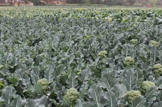 Mid Early Maturity Compact Shape Broccoli For Sowing heirloom non-gmo organic garden seeds