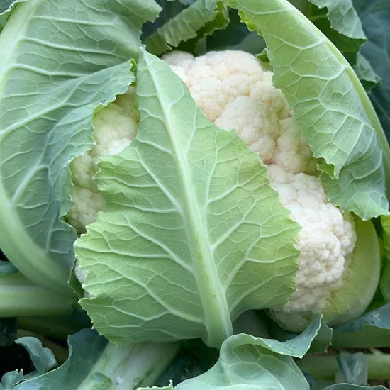 Mid Early Maturity, Disease Resistance, Heat Resistant Cauliflower heirloom non-gmo organic garden seeds